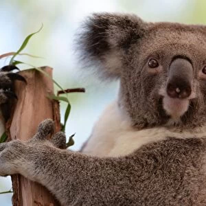 Australia-Animal-Conservation-Zoo