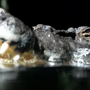 Australia-Animal-Crocodile Australia-Animal-Crocodile