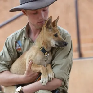 Australia-Animal-Dingo
