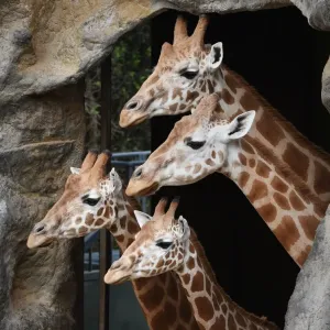 Australia-Animal-Giraffe Australia-Animal-Giraffe