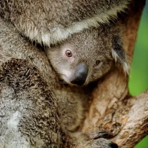 Australia-Animal-Koala Australia-Animal-Koala