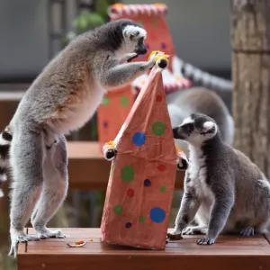 Australia-Animal-Lemur Australia-Animal-Lemur