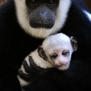 Australia-Animal-Monkey-Colobus