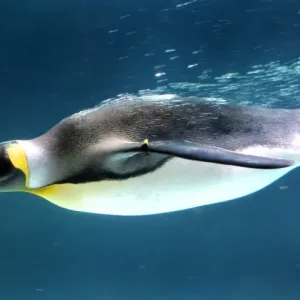 Australia-Animal-Penguin Australia-Animal-Penguin
