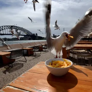 Australia-Animal-Seagulls