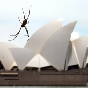 Australia-Animal-Spider Australia-Animal-Spider