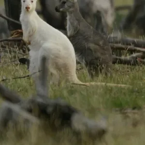 Print of an albino wallaroo and her daughter sitting between eucalyptus trees Print of an albino wallaroo and her daughter sitting between eucalyptus trees
