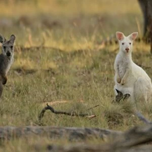 Australia-Animal-Wallaroo-Kangaroo-Conservation