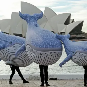 Print of Inflatable Humpback Whales near Sydney Opera House Print of Inflatable Humpback Whales near Sydney Opera House