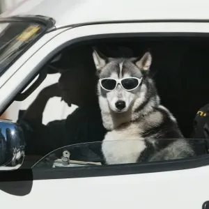 Australia-Animals-Dog