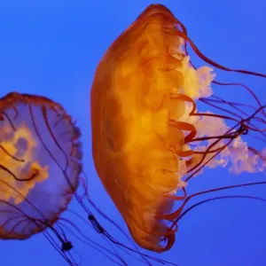 Australia-Animals-Jellyfish Australia-Animals-Jellyfish
