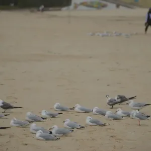 Print of Seabirds grounded by strong winds on Bondi beach Print of Seabirds grounded by strong winds on Bondi beach