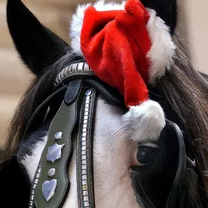 Annabell the draught horse wears a Santa hat in Sydney Annabell the draught horse wears a Santa hat in Sydney
