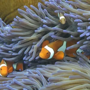 Australia-Conservation-Reef-Environment Australia-Conservation-Reef-Environment
