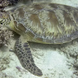 Australia-Conservation-Reef-Turtle Australia-Conservation-Reef-Turtle