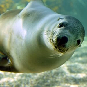 Australia-Nature-Seal-Sanctuary