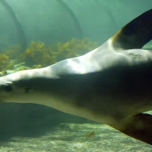 Australia-Nature-Seal-Sanctuary Australia-Nature-Seal-Sanctuary