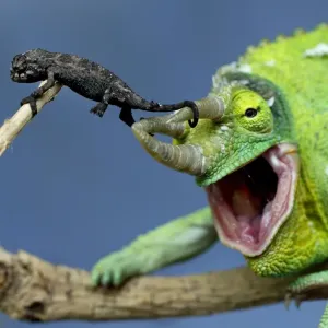 Australia-Nature-Zoo-Chameleon