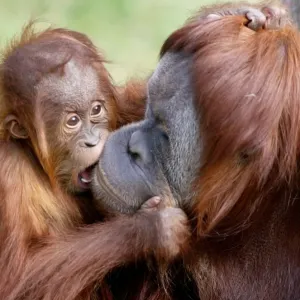 Australia-Orang-Utan-Birthday-01 Australia-Orang-Utan-Birthday-01