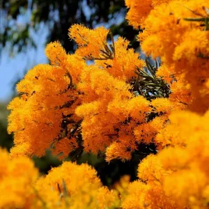: Wildflowers
