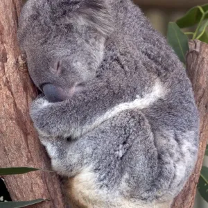 Print of a Koala bear napping at Sydney Zoo Print of a Koala bear napping at Sydney Zoo