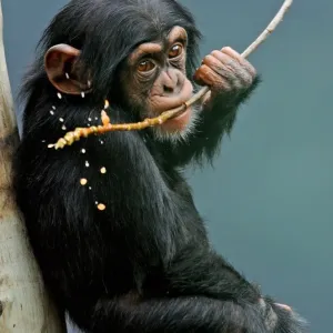 Australia-Zoo-Chimpanzees