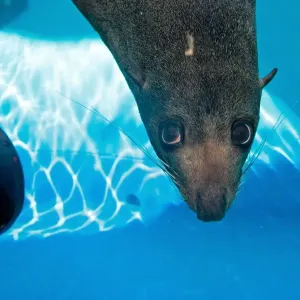 New Zealand Fur Seal in Print New Zealand Fur Seal in Print