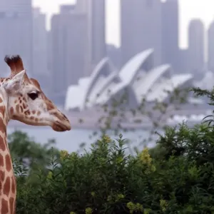 Australia-Zoo-Sydney Australia-Zoo-Sydney