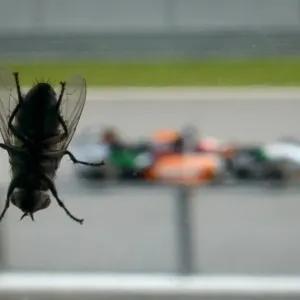 A Force India car passes a fly on a window during the Malaysian Grand Prix A Force India car passes a fly on a window during the Malaysian Grand Prix