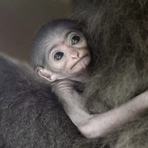 Baby Silvery Gibbon