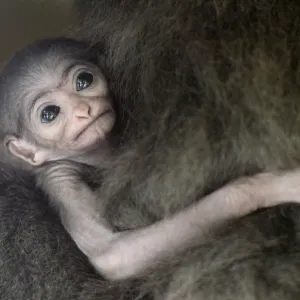 Baby Silvery Gibbon Baby Silvery Gibbon