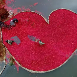 Belarus-Agriculture-Cranberries-Feature