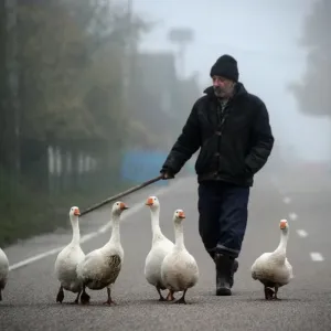 Belarus Geese Print Belarus Geese Print