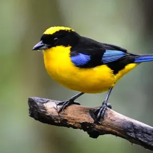 Black Chinned Mountain Tanager Print Black Chinned Mountain Tanager Print