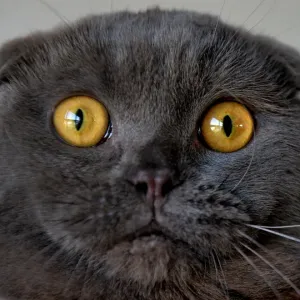 Black Scottish Fold Cat Print Black Scottish Fold Cat Print