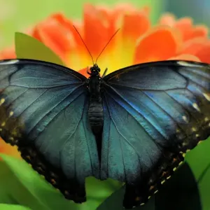 A Blue Morpho butterfly on a flower, Print A Blue Morpho butterfly on a flower, Print