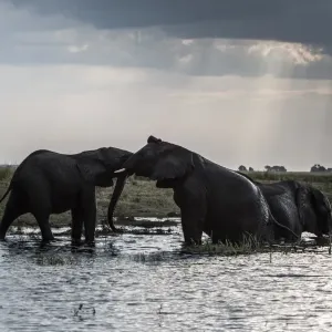 Botswana-Environment-Wildlife-Elephants Botswana-Environment-Wildlife-Elephants