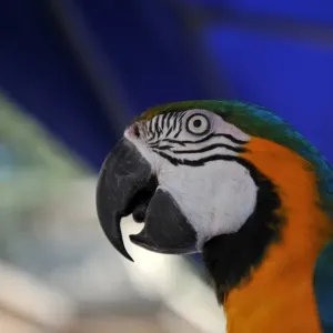 Brazil-Animal-Zoo-Blessing Brazil-Animal-Zoo-Blessing