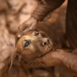 Brazil-Australia-Rescue-Dog