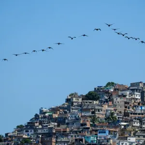 Brazil-Bird-Vidigal-Shantytown Brazil-Bird-Vidigal-Shantytown