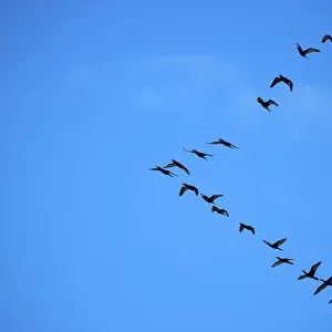 Brazil-Birds-Migration