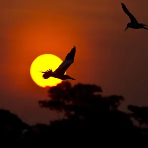 Brazil-Environment-Pantanal Brazil-Environment-Pantanal