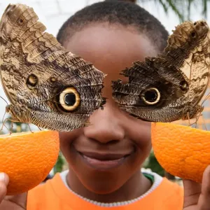 Britain-Animal-Butterfly Britain-Animal-Butterfly