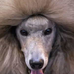 Britain-Animal-Dog-Crufts