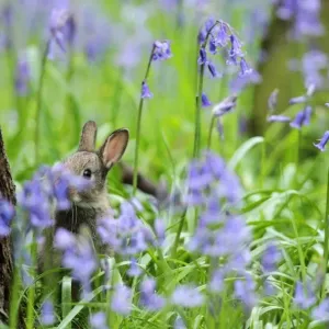 Britain-Offbeat-Animals Britain-Offbeat-Animals