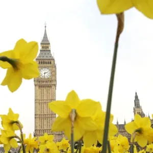 Britain Print: Daffodils in front of Big Ben Britain Print: Daffodils in front of Big Ben