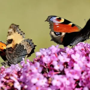 A butterflies searches for food on a buddleia flower, on August 4, 2013 in Godewaersvelde A butterflies searches for food on a buddleia flower, on August 4, 2013 in Godewaersvelde