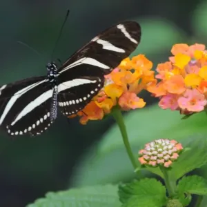 A butterfly alights on a flower A butterfly alights on a flower