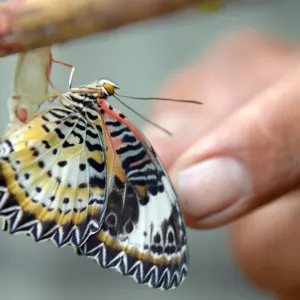 Cambodia-Nature-Environment-Butterflies Cambodia-Nature-Environment-Butterflies