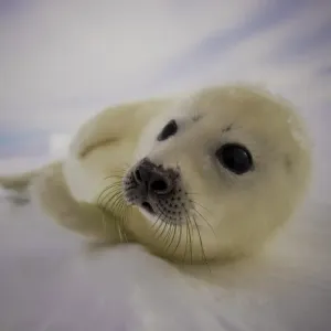 Canada Print: Harp Seal Pup on Ice Floe Canada Print: Harp Seal Pup on Ice Floe